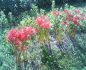 �炫�܂�����